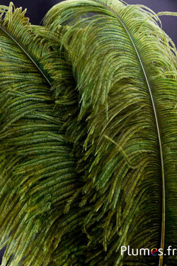 Struisvogel premium - 50-60 cm - avocado groen